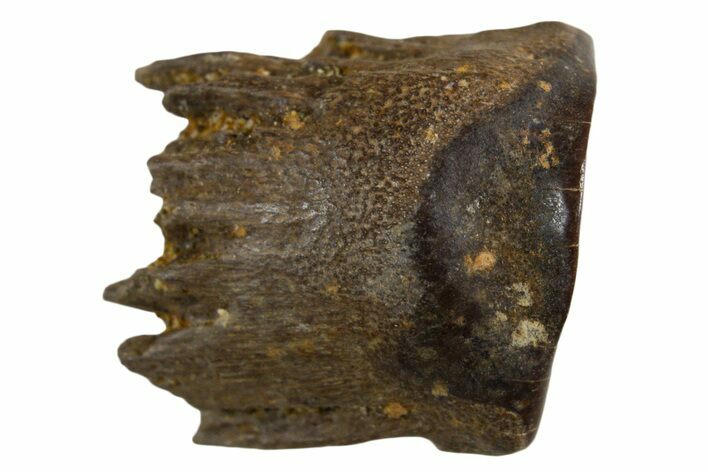 Fossil Dinosaur (Triceratops) Shed Tooth - Montana #339711